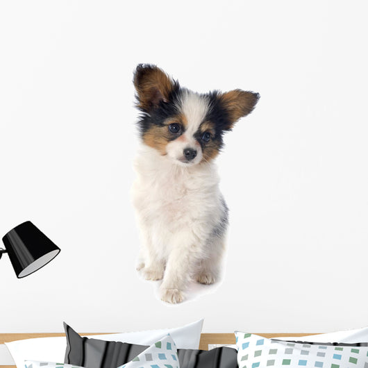Papillon Puppy 