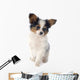 Papillon Puppy 