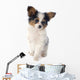 Papillon Puppy 