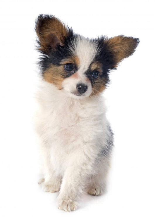 Papillon Puppy 