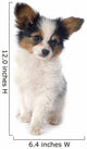 Papillon Puppy 