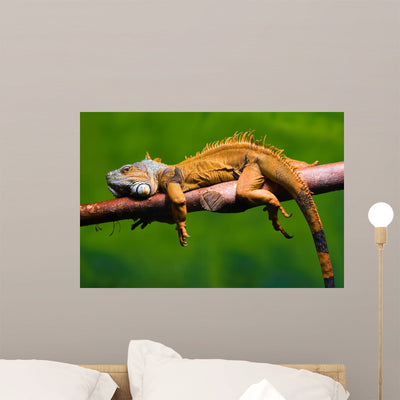 Iguana Relaxing Branch shown on a wall