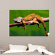 Iguana relaxing on a branch 