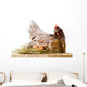 Chicken in nest with eggs isolated on white Wall Decal
