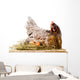 Chicken in nest with eggs isolated on white Wall Decal