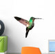 Tyrian Metaltail Hummingbird in Ecuador (white Background) 