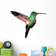 Tyrian Metaltail Hummingbird in Ecuador (white Background) 