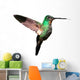 Tyrian Metaltail Hummingbird in Ecuador (white Background) 