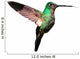 Tyrian Metaltail Hummingbird in Ecuador (white Background) 