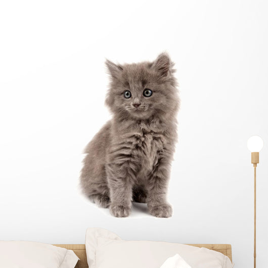 Gray Kitten Wall Decal