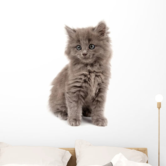 Gray Kitten Wall Decal