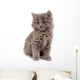 Gray Kitten Wall Decal