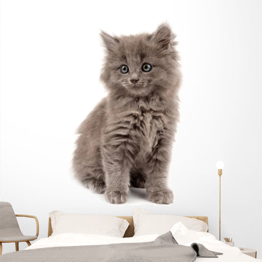 Gray Kitten Wall Decal