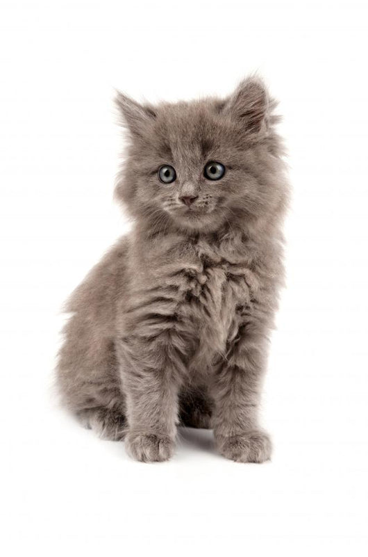 Gray Kitten Wall Decal