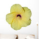 Hibiscus jaune Wall Mural