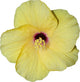 Hibiscus jaune Wall Mural