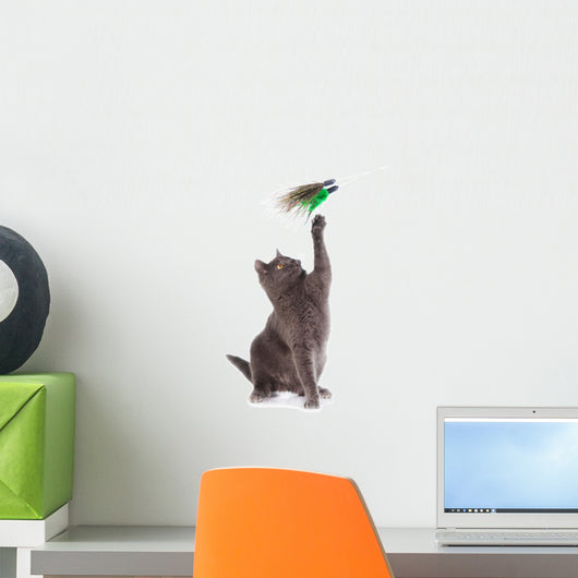 Grey british shorthair cat playing isolated on white Wall Decal