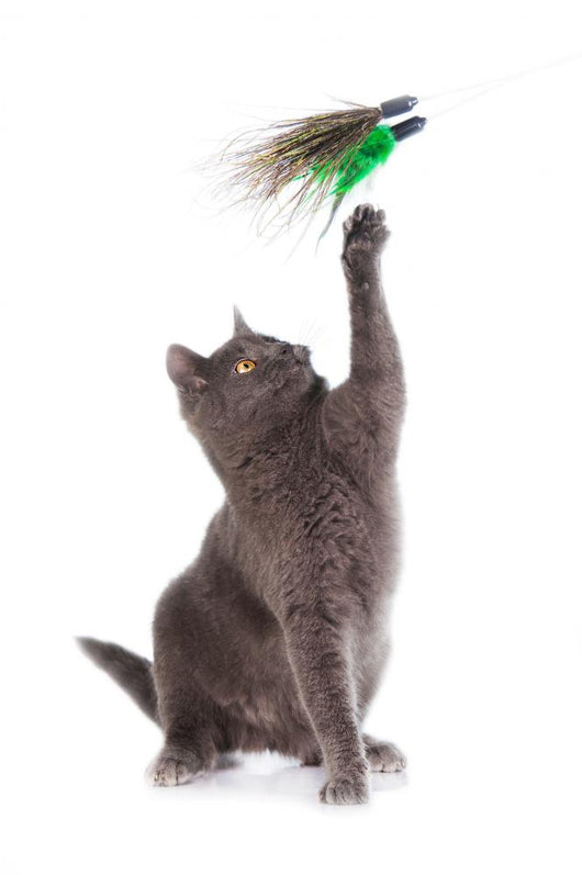 Grey british shorthair cat playing isolated on white Wall Decal