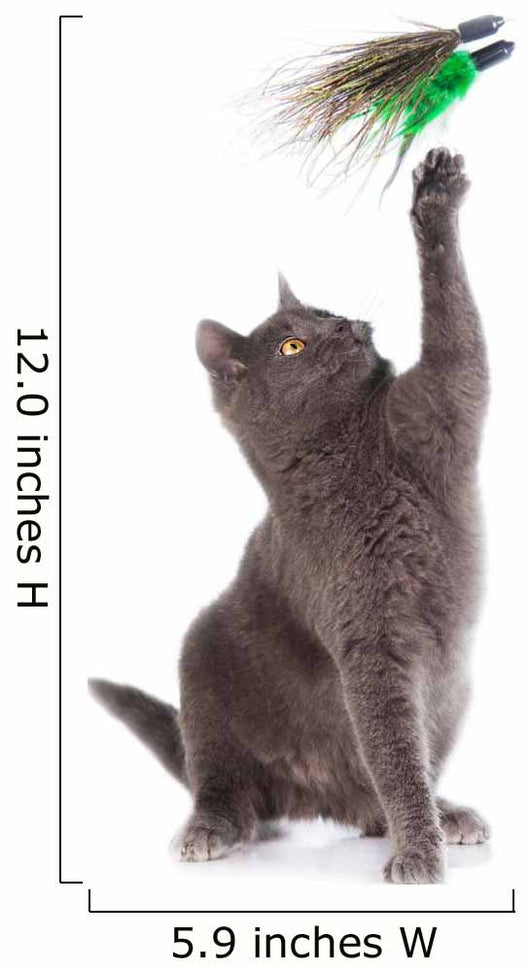Grey british shorthair cat playing isolated on white Wall Decal