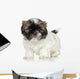 Shih-tzu Puppy Portrait Wall Decal