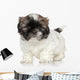 Shih-tzu Puppy Portrait Wall Decal