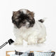 Shih-tzu Puppy Portrait Wall Decal