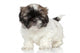 Shih-tzu Puppy Portrait Wall Decal