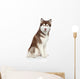 Siberian Husky studio portrait Wall Decal