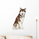 Siberian Husky studio portrait Wall Decal