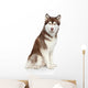 Siberian Husky studio portrait Wall Decal