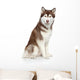 Siberian Husky studio portrait Wall Decal