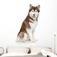 Siberian Husky studio portrait Wall Decal