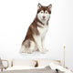 Siberian Husky studio portrait Wall Decal