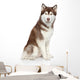 Siberian Husky studio portrait Wall Decal