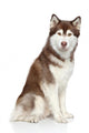 Siberian Husky studio portrait Wall Decal