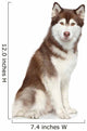 Siberian Husky studio portrait Wall Decal