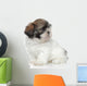 Shihtzu Puppy Portrait Wall Decal