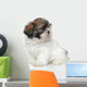 Shihtzu Puppy Portrait Wall Decal