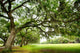 Savannah Oaks 