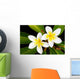 Glorious frangipani (plumeria) tropical flowers Wall Mural