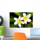Glorious frangipani (plumeria) tropical flowers Wall Mural