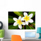 Glorious frangipani (plumeria) tropical flowers Wall Mural