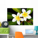 Glorious frangipani (plumeria) tropical flowers Wall Mural