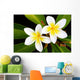 Glorious frangipani (plumeria) tropical flowers Wall Mural