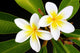 Glorious frangipani (plumeria) tropical flowers Wall Mural