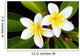 Glorious frangipani (plumeria) tropical flowers Wall Mural