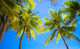 Coconut Palm tree on the sandy beach in Philippines Wall Mural