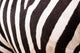 Zebra Pattern Wall Decal Design 1