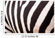 Zebra Pattern Wall Decal Design 1