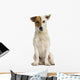 Front view of a Jack russell terrier sitting, isolated Wall Decal